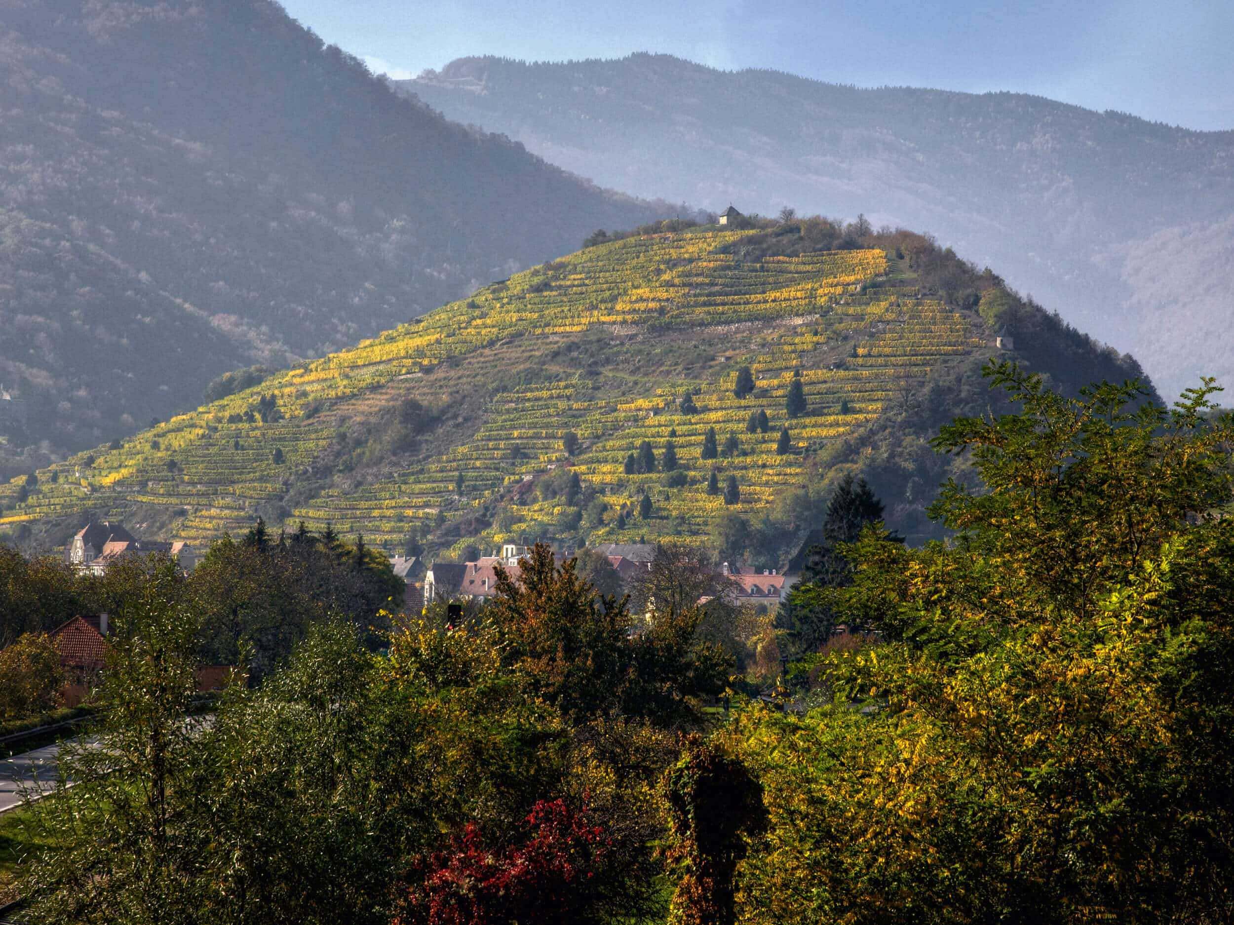 Terasové vinice v údolí Wachau nad řekou Dunaj